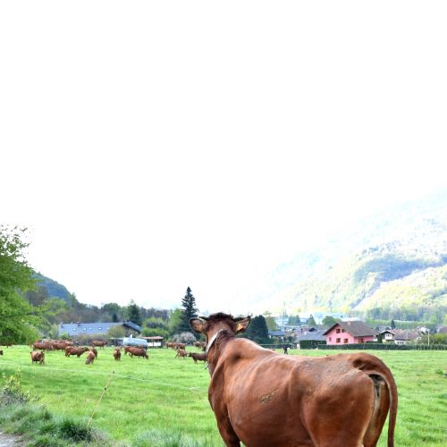 Gaec De La Grande Journee Tours En Savoie Sortie Des Vaches 19042021 102