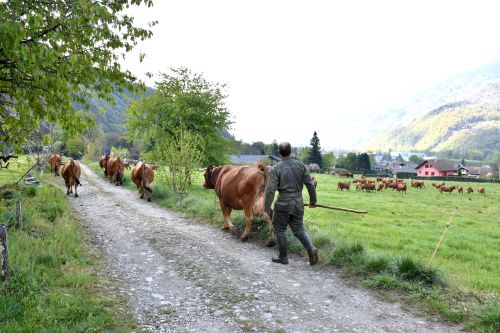 Gaec De La Grande Journee Tours En Savoie Sortie Des Vaches 19042021 109