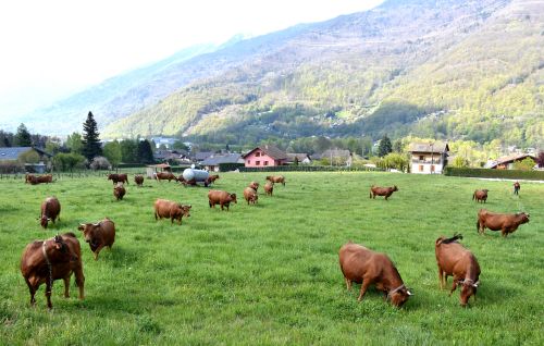 Gaec De La Grande Journee Tours En Savoie Sortie Des Vaches 19042021 92