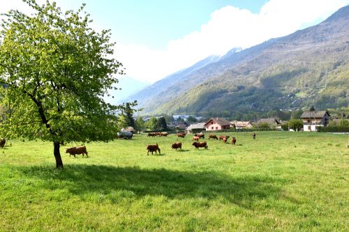 Gaec De La Grande Journee Tours En Savoie Sortie Des Vaches 19042021 94