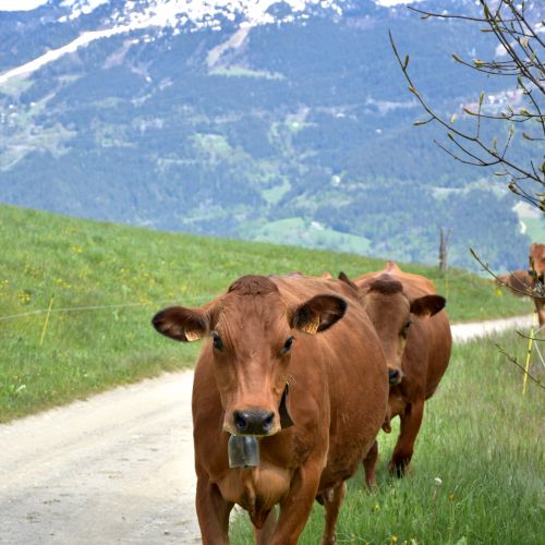La Remue Gaec Des Carrons Fromage Beaufort Aop Savoie 3