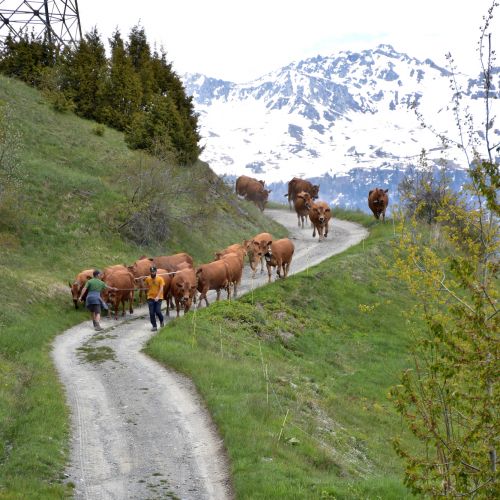 La Remue Gaec Des Carrons Fromage Beaufort Aop Savoie 5