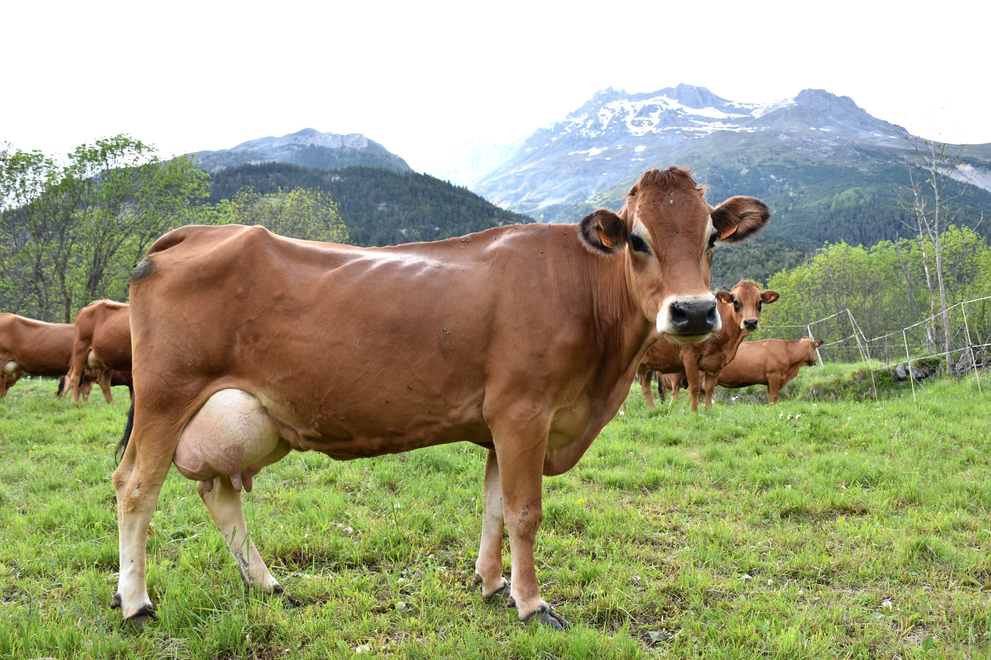 Rencontre Claude Favre Sollieres Sardieres 19052022 Fromage Beaufort 14