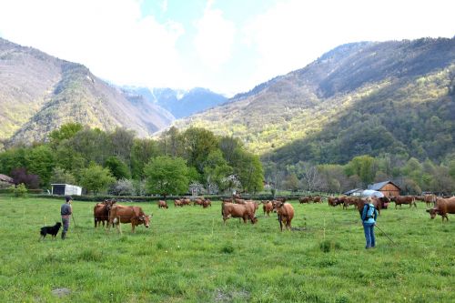 Gaec De La Grande Journee Tours En Savoie Sortie Des Vaches 19042021 128