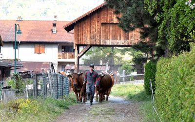 Gaec De La Grande Journee Tours En Savoie Sortie Des Vaches 19042021 63