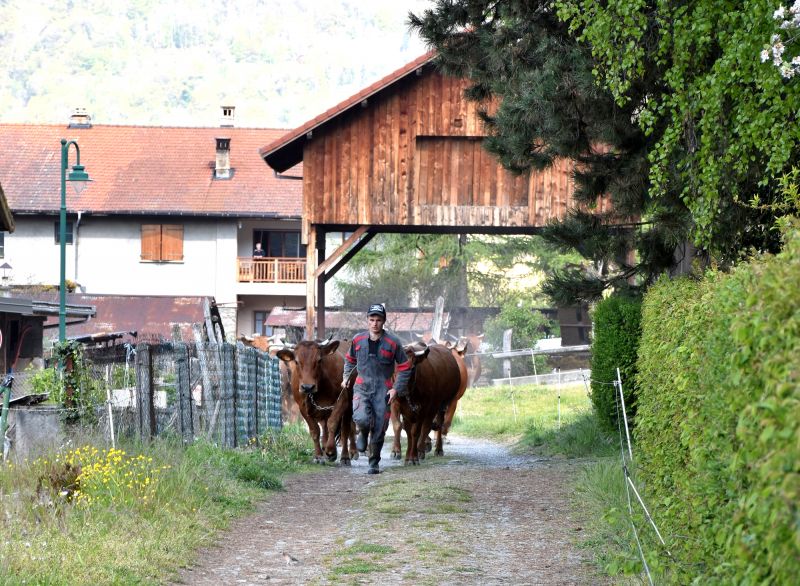 Gaec De La Grande Journee Tours En Savoie Sortie Des Vaches 19042021 63