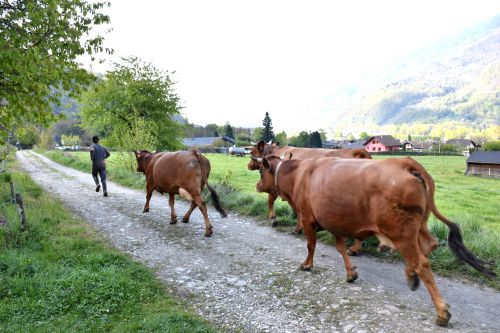 Gaec De La Grande Journee Tours En Savoie Sortie Des Vaches 19042021 69