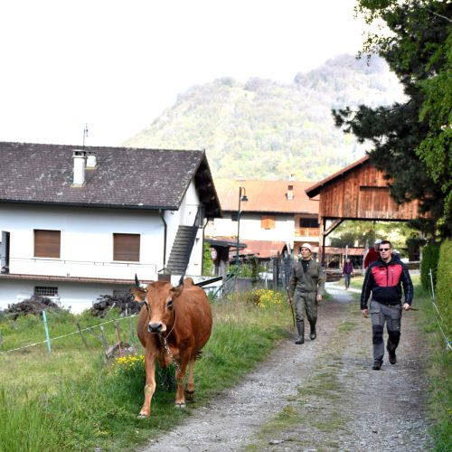 Gaec De La Grande Journee Tours En Savoie Sortie Des Vaches 19042021 76