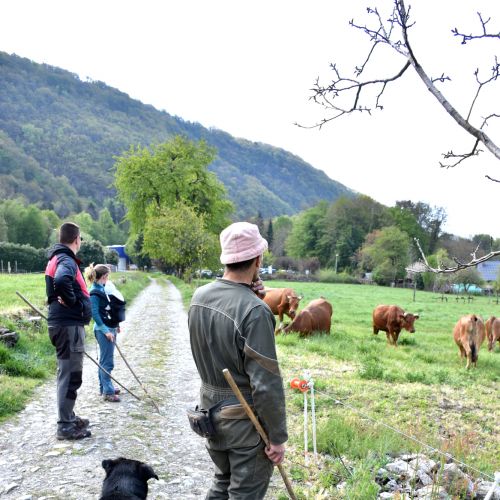 Gaec De La Grande Journee Tours En Savoie Sortie Des Vaches 19042021 81