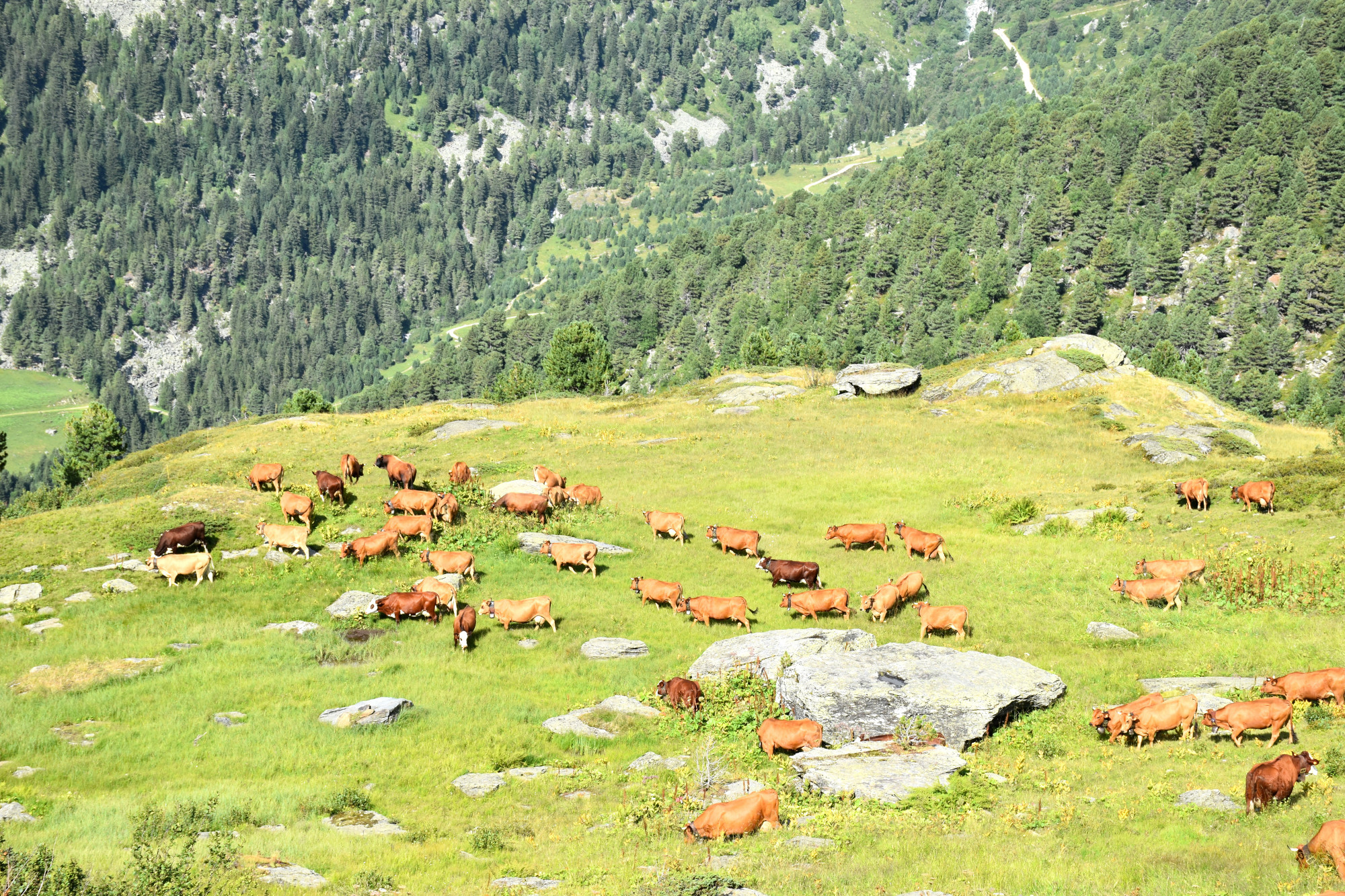 Instant Beaufort Alpage De Tueda Meribel 25082021 30