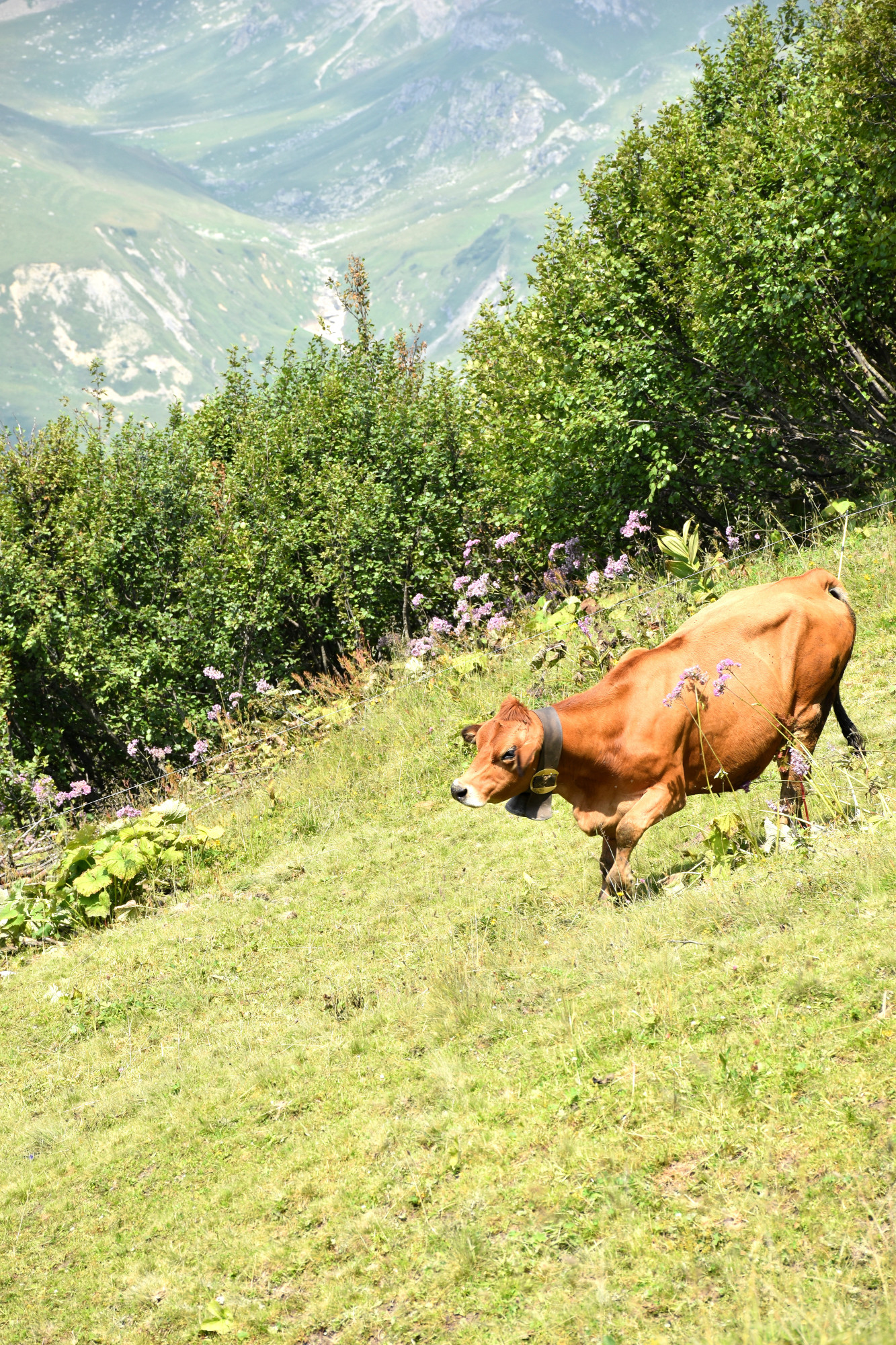 Instant Beaufort Ete 2021 Alpage Les Moillettes Beaufortain 19 Aout 2021 18