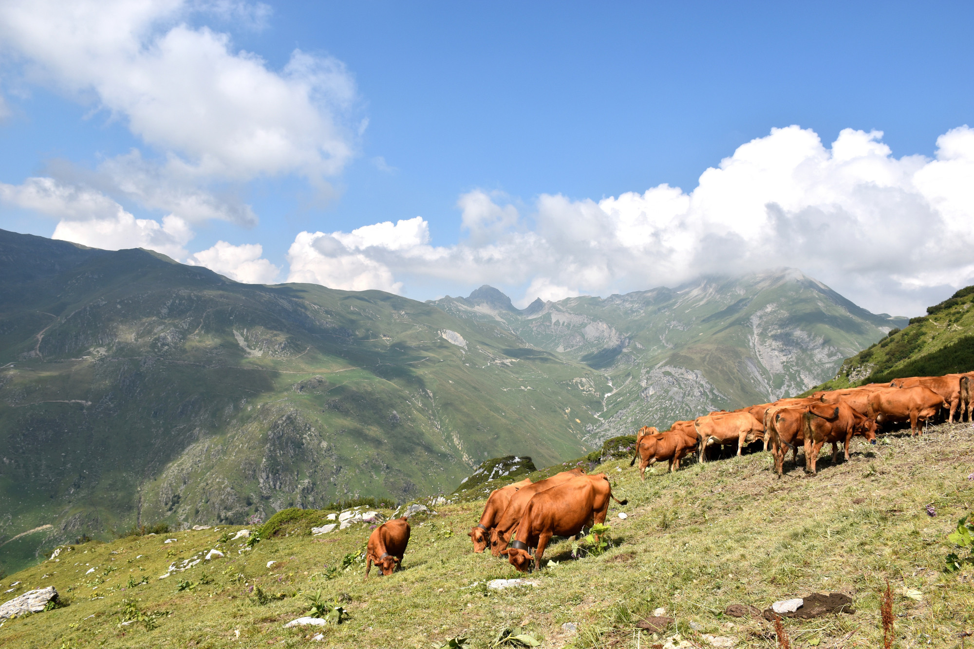 Instant Beaufort Ete 2021 Alpage Les Moillettes Beaufortain 19 Aout 2021 26
