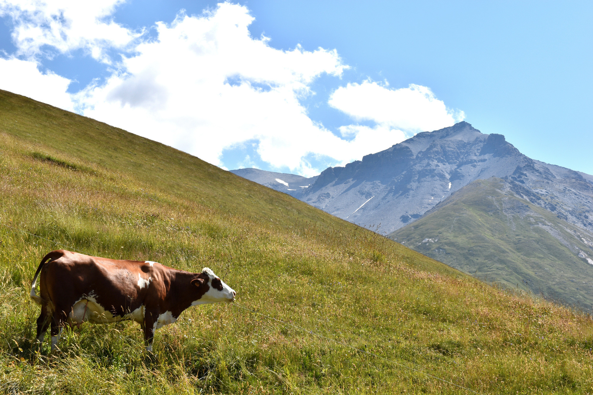 Instants Beaufort 2021 Alpage Du Toet Maurienne Mardi 10 Aout 19