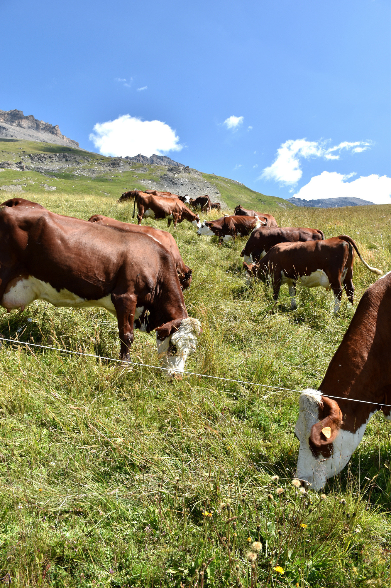 Instants Beaufort 2021 Alpage Du Toet Maurienne Mardi 10 Aout 20