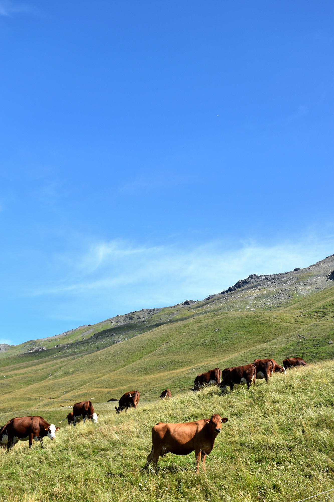 Instants Beaufort 2021 Alpage Du Toet Maurienne Mardi 10 Aout 5