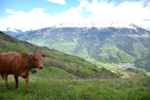La Remue Gaec Des Carrons Fromage Beaufort Aop Savoie 12