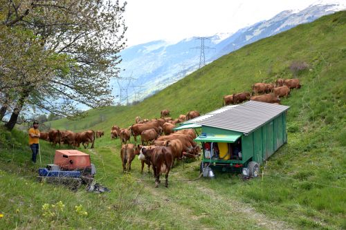 La Remue Gaec Des Carrons Fromage Beaufort Aop Savoie 13