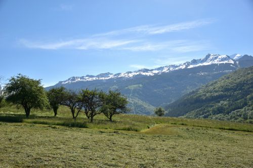 Les Foins Gaec Alpin Fromage Beaufort Aop Savoie 16