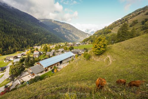 Tranches De Vie Automne Gaec Alpin Fromage Beaufort Aop Savoie 17