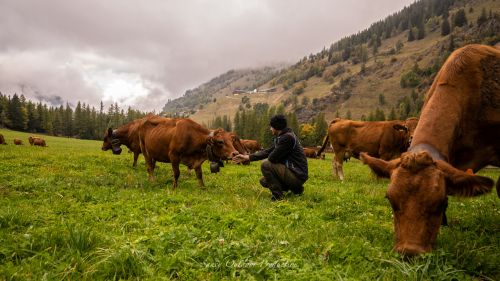 Tranches De Vie Automne Gaec Alpin Fromage Beaufort Aop Savoie 19