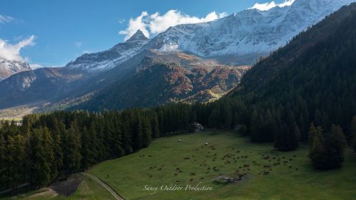 Tranches De Vie Automne Gaec Alpin Fromage Beaufort Aop Savoie 7