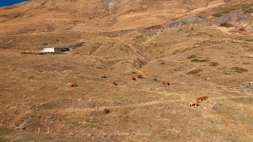 Tranches De Vie Gaec La Vachere Automne 2021 Fromage Beaufort Aop Savoie 16
