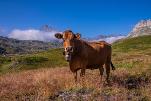 Tranches De Vie Gaec La Vachere Ete 2021 Fromage Beaufort Aop Savoie 18