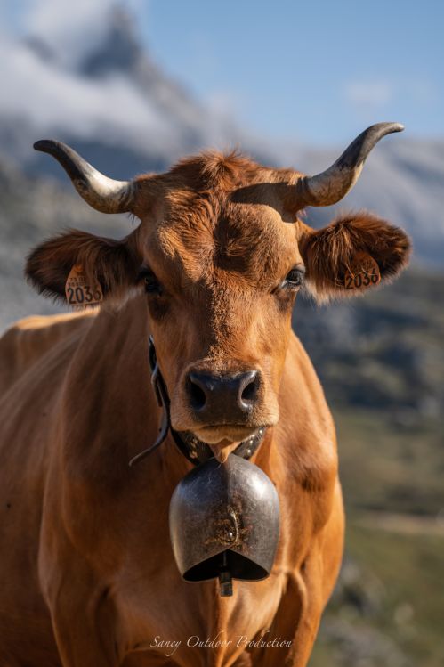 Tranches De Vie Gaec La Vachere Ete 2021 Fromage Beaufort Aop Savoie 6